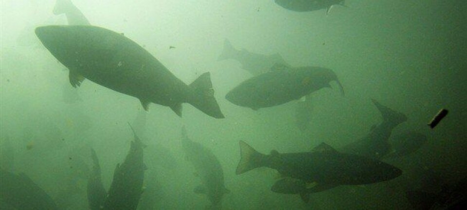 Florfenicol altera las comunidades microbianas en sedimentos bajo centros de cultivo de salmón