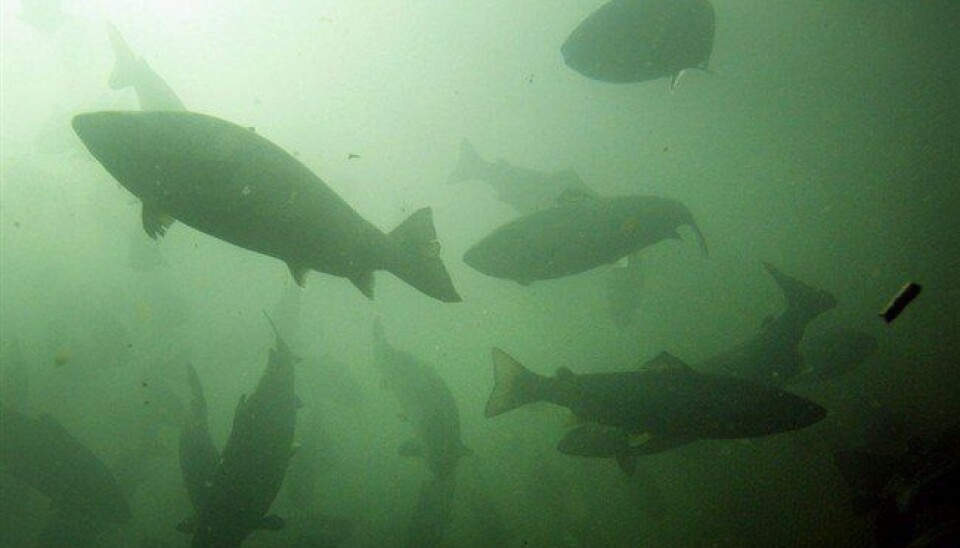 Foto: Archivo Salmonexpert.