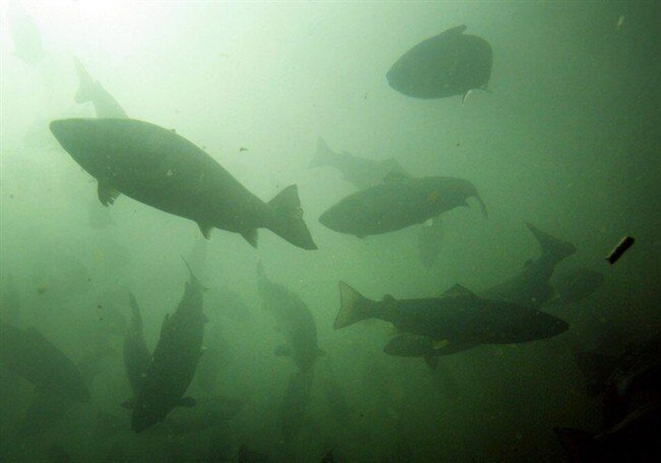 Las empresas tendrán un plazo de dos años para presentar sus planes de recuperación de fondo marino respecto a los desechos orgánicos. Foto: Archivo Salmonexpert.