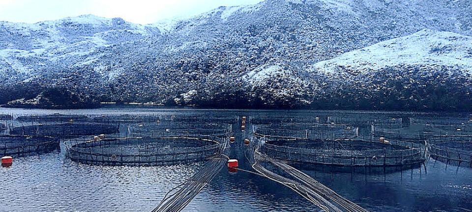 Otorgan concesión marítima mayor para proyecto salmonicultor en Puerto Natales