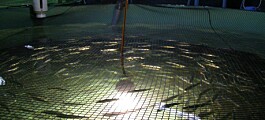 Sealand Aquaculture espera reevaluación del SEA para su piscicultura de Magallanes