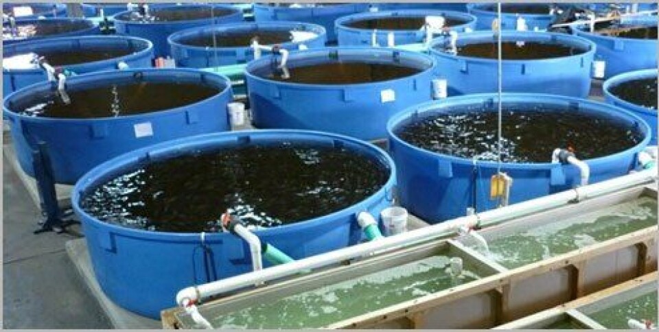 Sealand Aquaculture planea construir piscicultura por US$ 24 millones