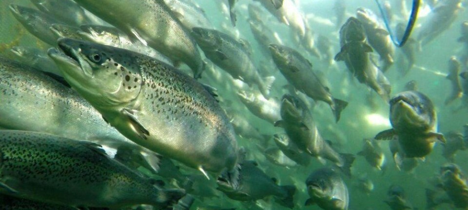 Revelan comportamiento de peces dentro de las jaulas frente a distintas condiciones ambientales