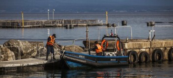 Productor de salmón chileno se posiciona en ranking de empresas más rentables