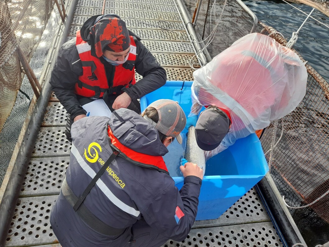 Fiscalización de Sernapesca a salmonicultoras de Aysén. Foto: Sernapesca. Fiscalización de Sernapesca a salmonicultoras de Aysén. Foto: Sernapesca.