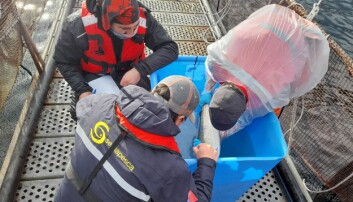 Sernapesca destaca millonarias multas a salmonicultoras en Aysén