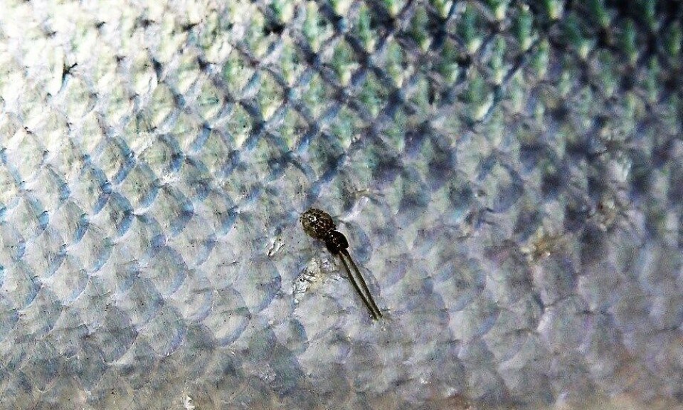 Foto: Archivo Salmonexpert.