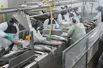 La salmonicultura chilena se acerca a finalizar el año con rentabilidad positiva