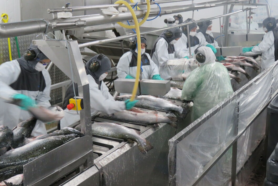 Planta de proceso de salmónidos. Foto: Salmonexpert. Planta de proceso de salmónidos. Foto: Salmonexpert.
