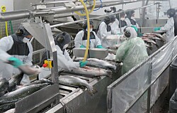 Sernapesca lanza 14 medidas para evitar emergencia sanitaria en la salmonicultura