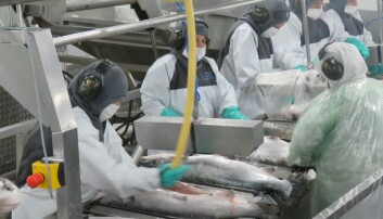 La salmonicultura chilena se acerca a finalizar el año con rentabilidad positiva