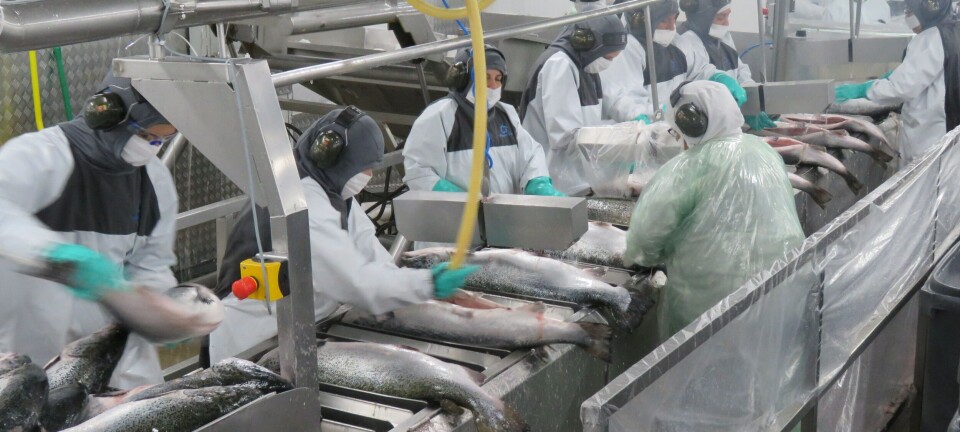 Informe da a conocer mayores productores mundiales de salmón del Atlántico