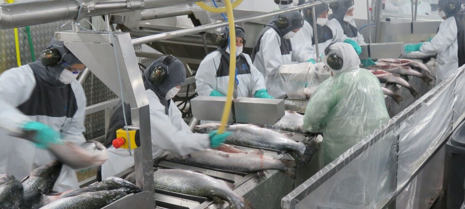 Prevén una sólida recuperación para la industria chilena del salmón