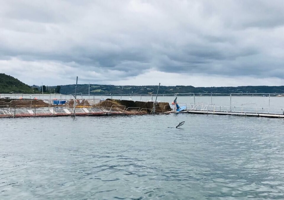 En la imagen, salmón escapado saltando fuera del agua en los alrededores del centro Tubildad. Foto: Sernapesca.