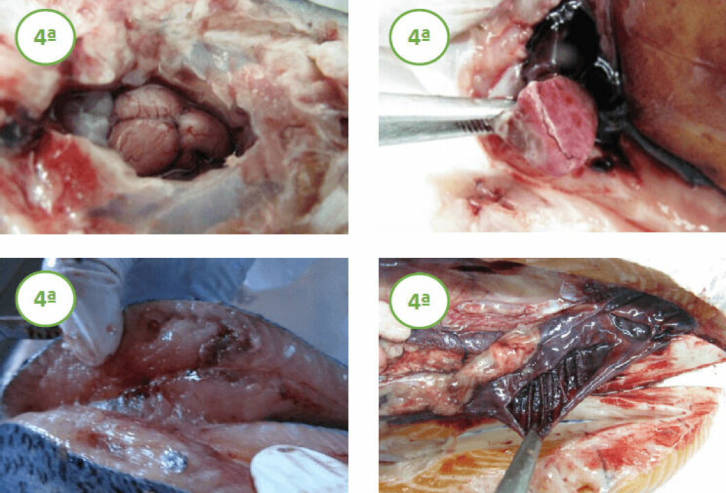Ejemplos de fotografías de órganos para que la aplicación pueda realizar un diagnóstico presuntivo. Foto: Marco Rozas.
