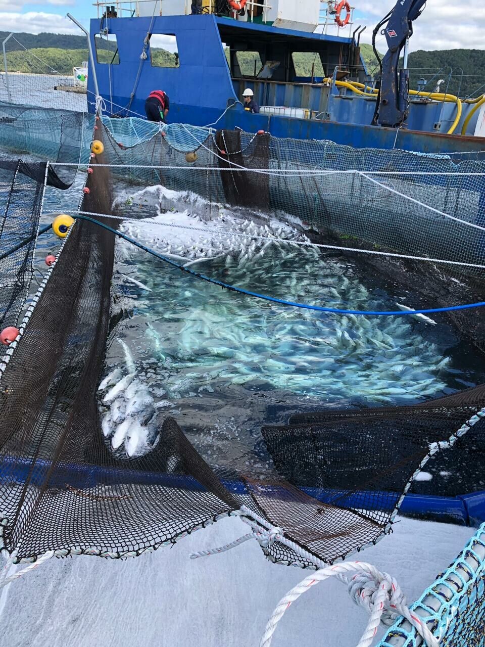 Mortalidad por FAN en centro de Salmones Camanchaca. Foto: Sernapesca.