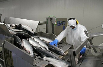 Sindicatos de trabajadores expresan causas de falta de personal para la salmonicultura