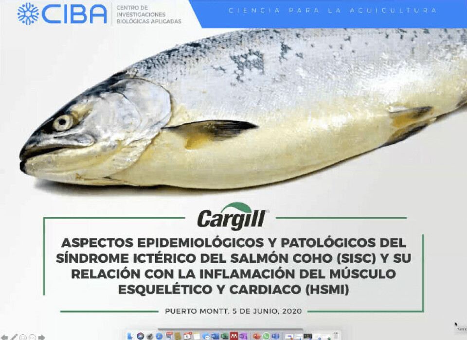Existe evidencia científica para afirmar que el HSMI en salmón coho es producida por PRV. Imagen: Marcos Godoy.
