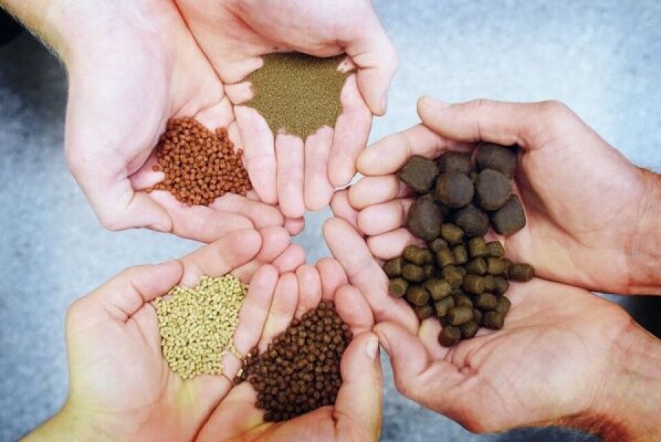 Imagen referencial de alimento para salmónidos. Foto: Skretting.