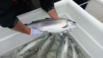 El centro Capeahuapi, de Marine Farm, mostró los mejores indicadores productivos en 2021. Foto: Skretting. El centro Capeahuapi, de Marine Farm, mostró los mejores indicadores productivos en 2021. Foto: Skretting.