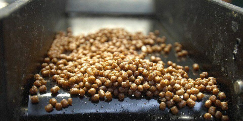 Foto referencial de pellets. Fuente: Salmonexpert.