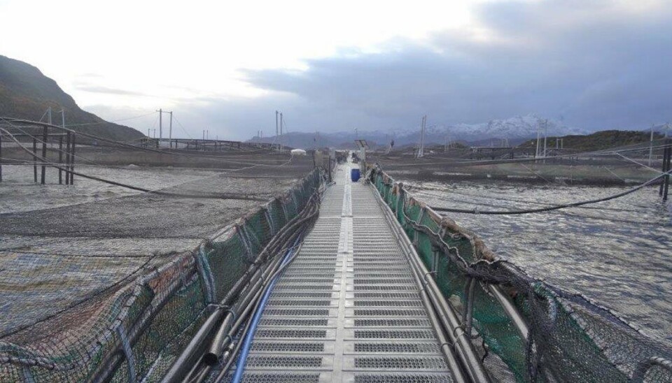 Informe advierte vicios regulatorios que ponen en riesgo la operación del salmón chileno