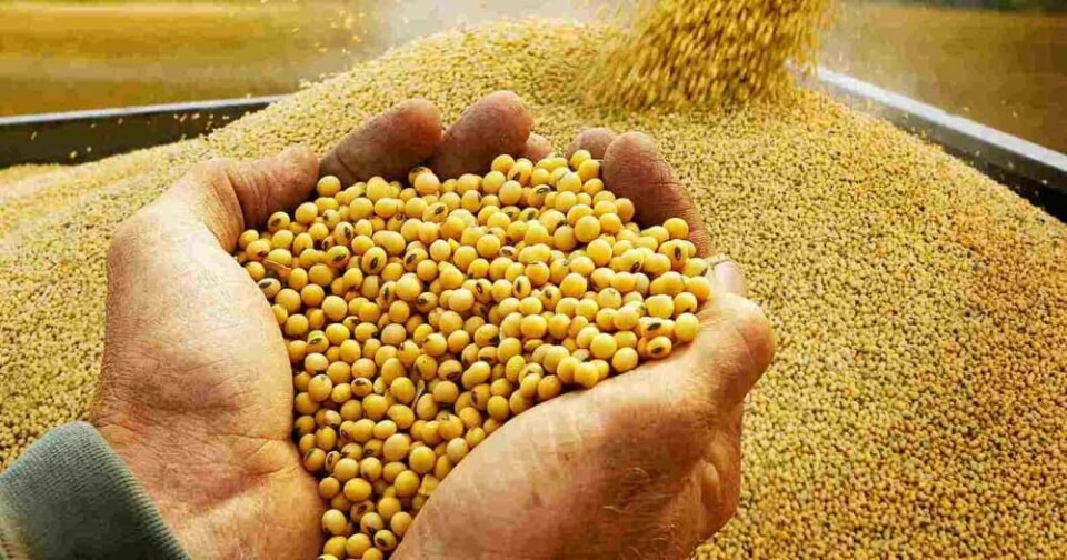De acuerdo con Rabobank, el suministro de harina de soya para el tercer trimestre de 2018 será suficiente. Imagen: Agraria.pe.