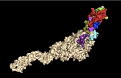 SRS-Q1: La proteína quimérica que buscar ser la nueva vacuna contra SRS