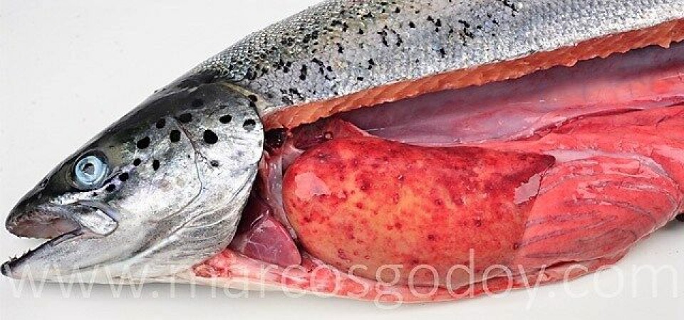 Salmón Atlántico afectado por cuadro visceral de SRS. Se observa la presencia de hiperemia de la grasa visceral e hígado. Foto: Marcos Godoy.