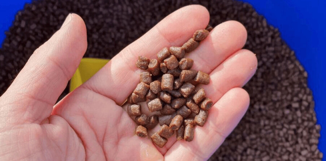 Photo: Salmonexpert.cl Photo: Salmonexpert.cl