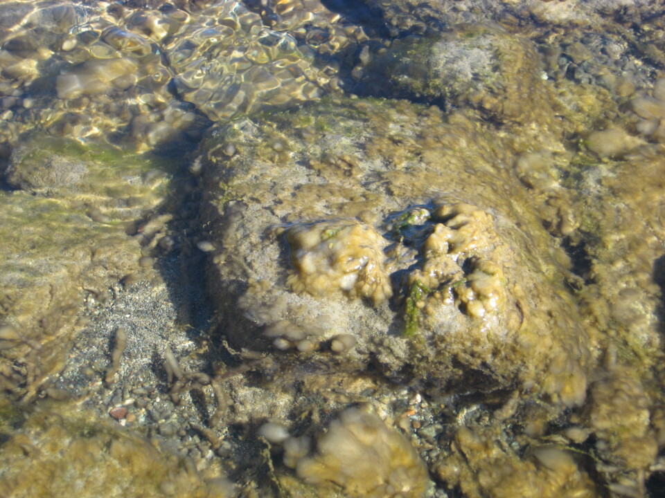 Didymo. Foto: Sernapesca