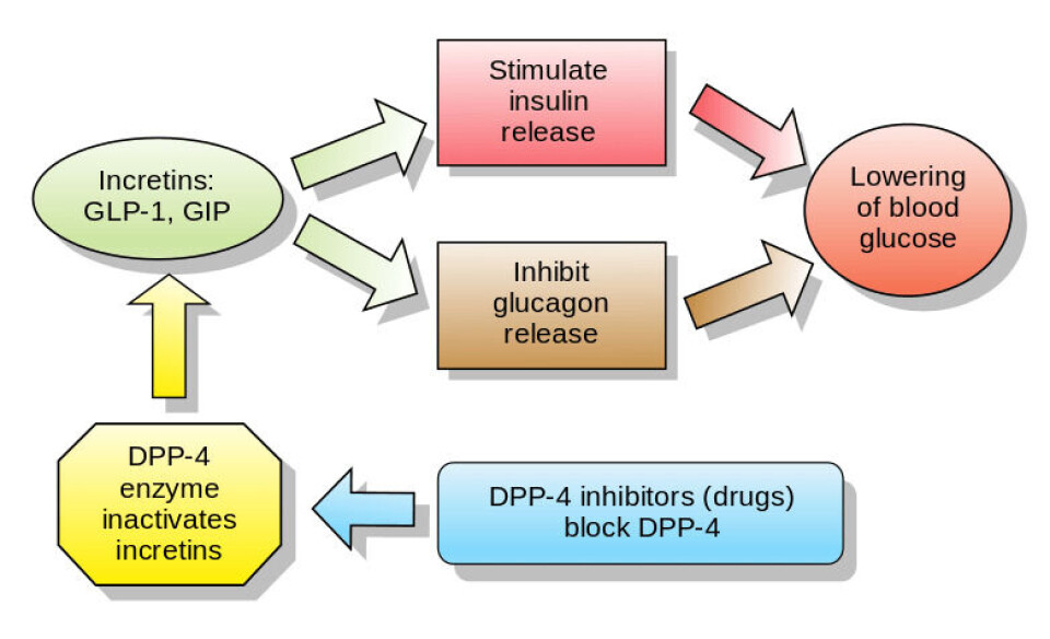 Esquema explicativo función GLP-1 y dpp-4. Imagen: Wikkimedia commons.