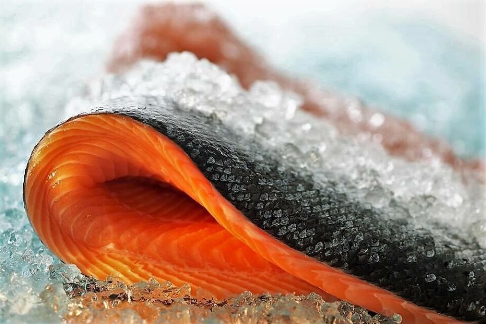 Durante el primer trimestre, los retornos por envíos de salmónidos en Chile exhibieron un alza de 5,7%. Imagen: Pixabay.