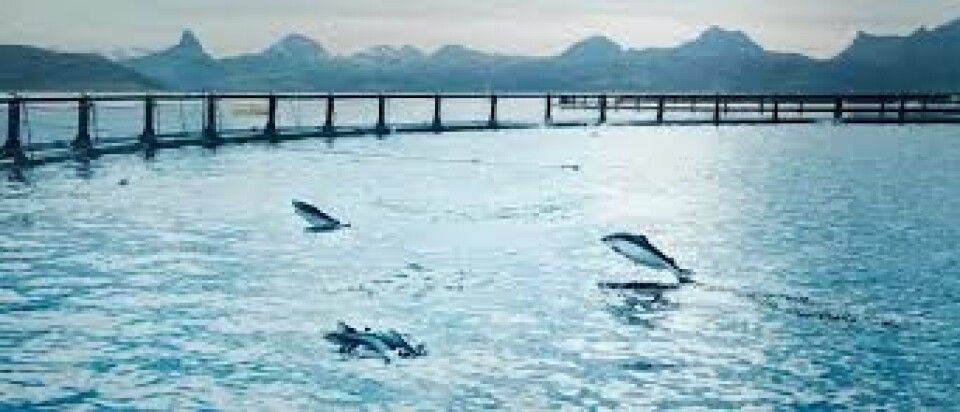 La compañía salmonicultora registró cuatro escapes de peces en 2017, y ahora, uno más durante el primer trimestre de 2018. Imagen: Cermaq.