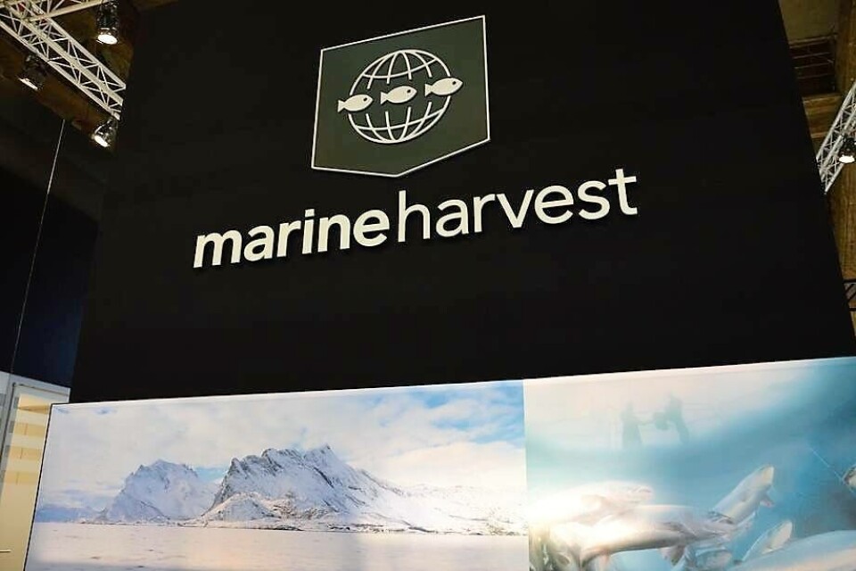 Las cifras de Marine Harvest muestran la baja en los volúmenes de cosecha durante el T1 del 2018. Foto: Fish Farming Expert.
