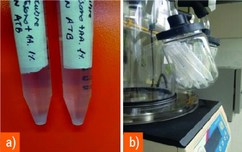 Preparación de nanopartículas, a) centrifugación de nanopartículas en suspensión y formación de pellets conteniendo nanopartículas (color opalescente) y b) liofilización de nanopartículas.