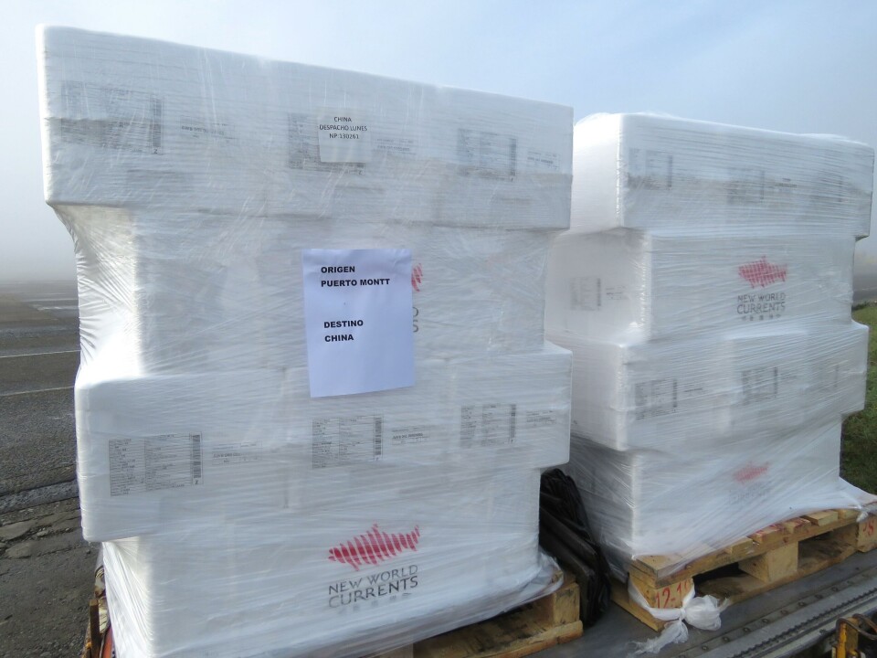 Cajas con salmón fresco que irán directamente Puerto Montt-Shanghái.