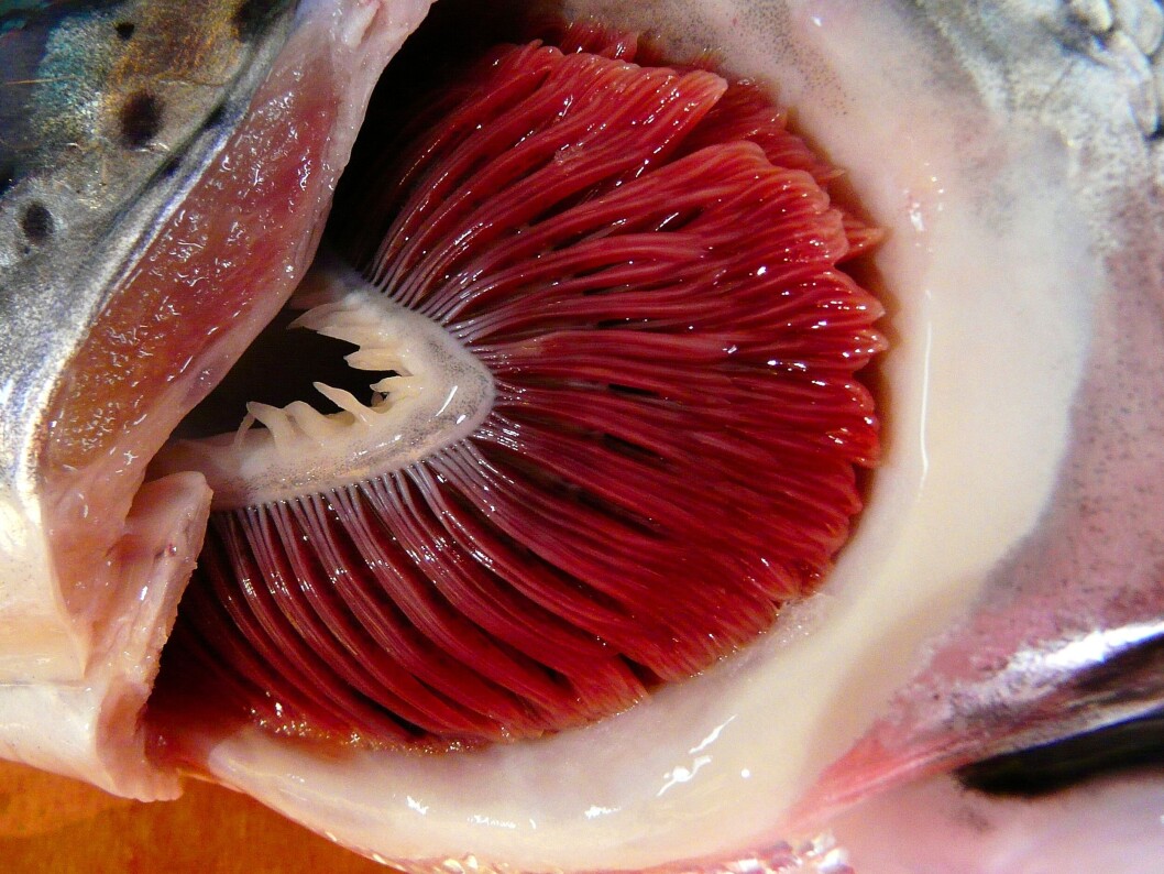 Salmón con AGD. Foto: Veterinærinstituttet. Salmón con AGD. Foto: Veterinærinstituttet.