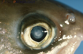 Casos de cataratas en salmónidos van en aumento