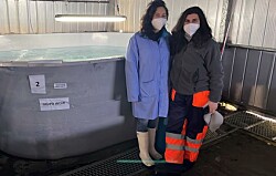 Unen fuerzas para seleccionar familias de salmón resistentes al piojo de mar