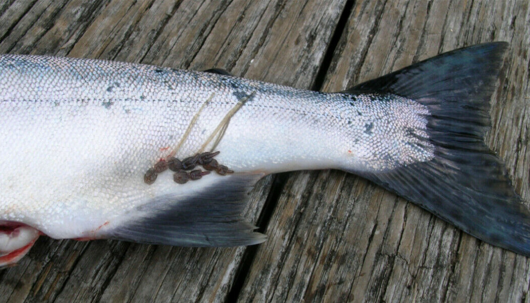 Los límites de piojos del ASC para el salmón de cultivo ahora se establecerán de acuerdo con las regulaciones jurisdiccionales de cada región. Los límites de piojos del ASC para el salmón de cultivo ahora se establecerán de acuerdo con las regulaciones jurisdiccionales de cada región.