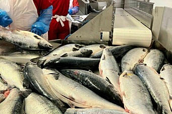 ¿Se pretende quintuplicar la producción actual de salmón?
