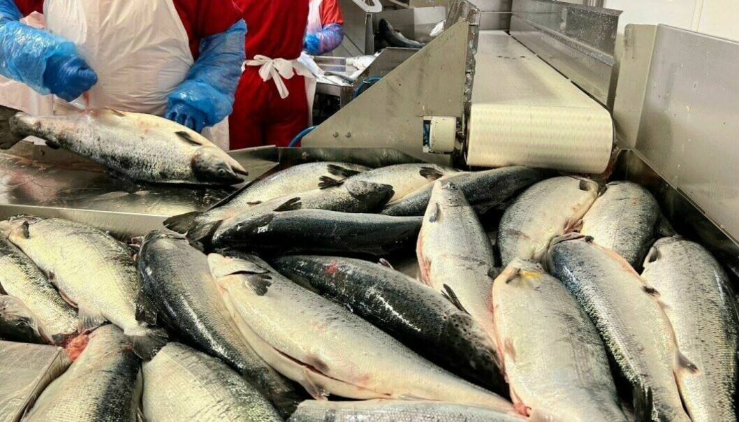 No está en la estrategia del gobierno noruego producir 5 millones de toneladas de salmón y trucha. No está en la estrategia del gobierno noruego producir 5 millones de toneladas de salmón y trucha.
