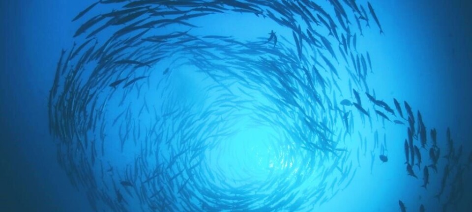 Patagonic RAS 2024: BioMar revela los speakers de la icónica conferencia