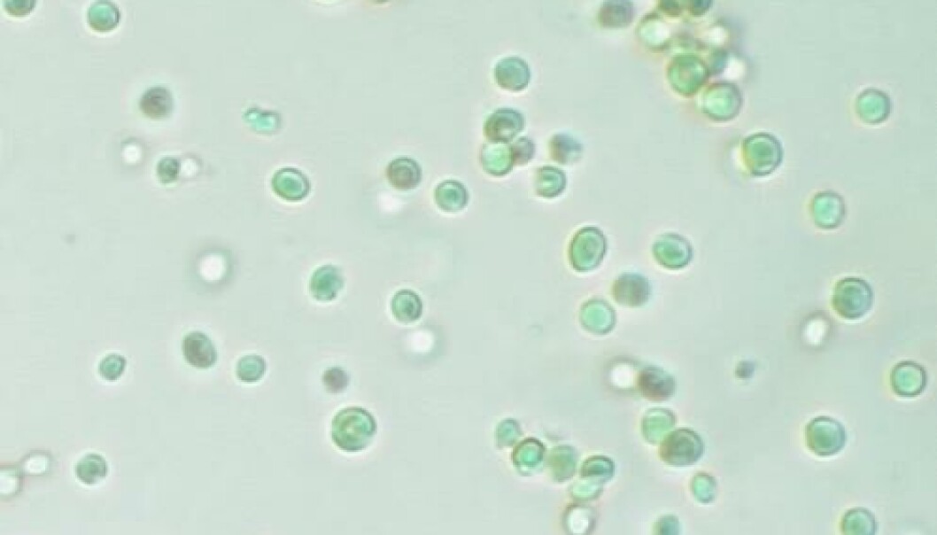 Nannochloropsis sp. Nannochloropsis sp.