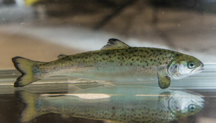 El estado inmunológico de los <span class=" italic" data-lab-italic_desktop="italic">smolts</span> ahora se puede verificar tomando una muestra de las branquias o la aleta dorsal sin dañar a los peces. El estado inmunológico de los <span class=" italic" data-lab-italic_desktop="italic">smolts</span> ahora se puede verificar tomando una muestra de las branquias o la aleta dorsal sin dañar a los peces.