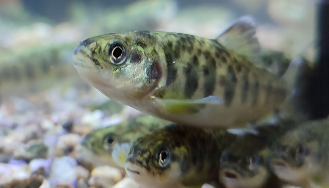 Imagen referencial de smolts. Imagen referencial de smolts.