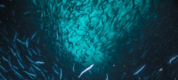 Skretting Chile lanza pack de crecimiento compensatorio para peces