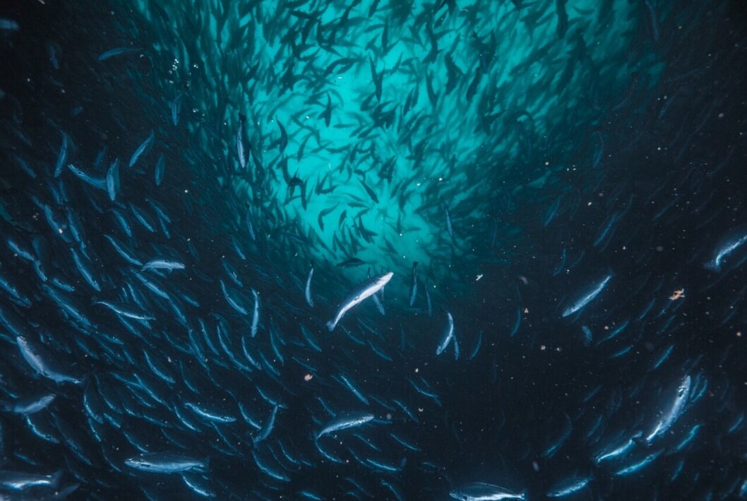 Cardumen de peces. Cardumen de peces.