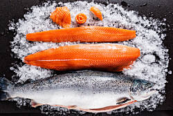 Estudios detallan beneficios de utilizar aceite vegetal en dietas de salmones